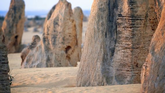 Pinnacles Desert, Yanchep & Swan Valley: Day Tour from Perth + Lunch