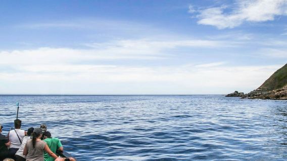 Duiker Island: Robben-Sightseeing-Kreuzfahrt