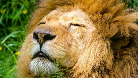 Cracovia: Zoo + Trasferimento in Hotel