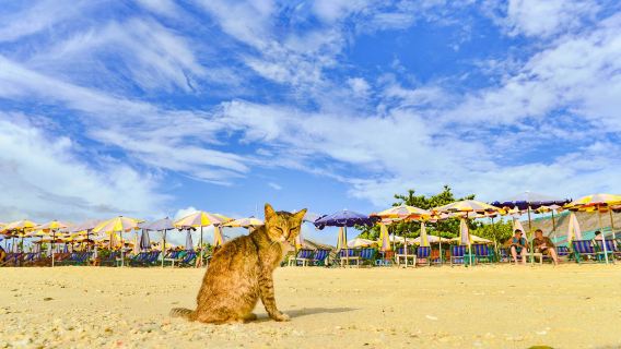 Phuket to Phi Phi, Maya Bay, and Khai Islands Premium Excursion