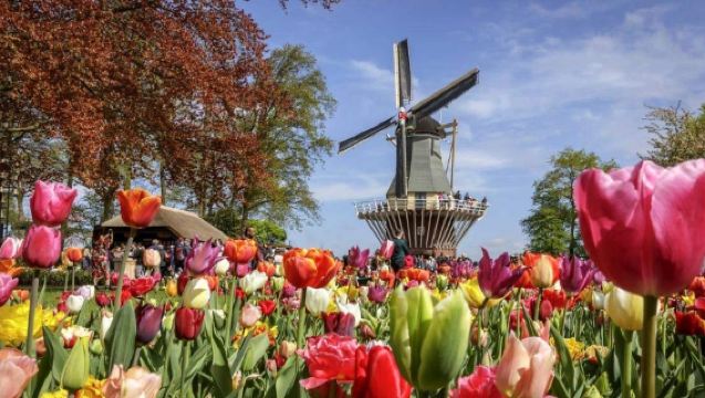 Bloemenbeleving in Keukenhof, Amsterdam - Tulpentour + optionele heen- en terugreis per bus vanuit Amsterdam/Schiphol/Leiden/Haarlem