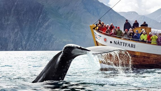 HusavikExperiences