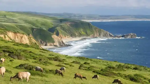繆爾森林國家紀念地+斯廷森海灘+point reyes 海岸