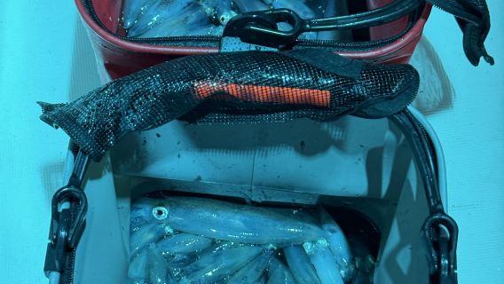 【陵水拼船夜釣】 海南陵水富力灣~夜釣魷魚5小時遊艇拼船出海