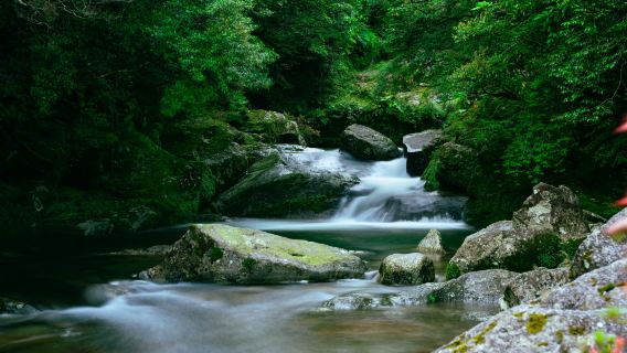 YAKUZARU Sightseeing Bus: Yakushima Island Full Day Tour