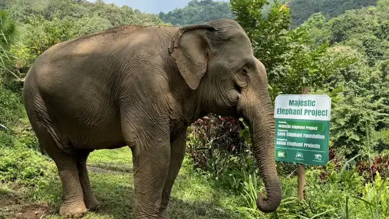 雄偉大象計畫|清邁一日友善大象參觀與泛舟