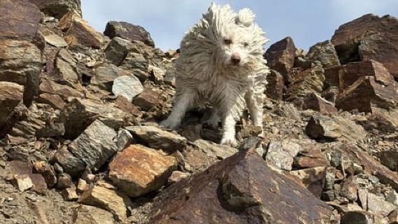 Desde Granada: Experiencia de senderismo en la Alta Sierra Nevada