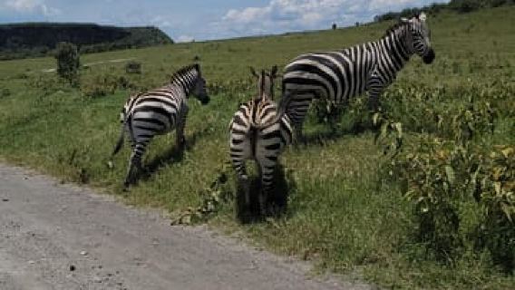 Hells Gate National Park & Lake Naivasha Boat Ride