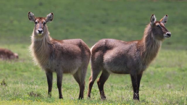 Réserve animalière de Schotia (demi-journée) (véhicule 4x4 ouvert)
