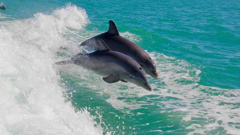 Epic Manzanillo Combo Tour: Snorkel, Dolphins & Farm Tour