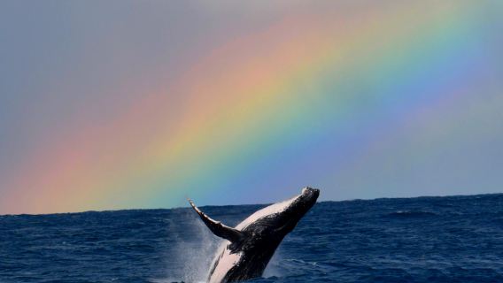 2-hour whale watching experience in Perth, Western Australia (departing from Fremantle)