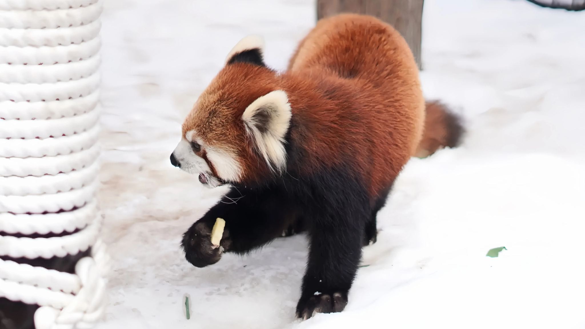 Hokkaido Asahiyama Zoo + Shirahige Waterfall + Seven Stars Tree Winter Romance 1-day Tour