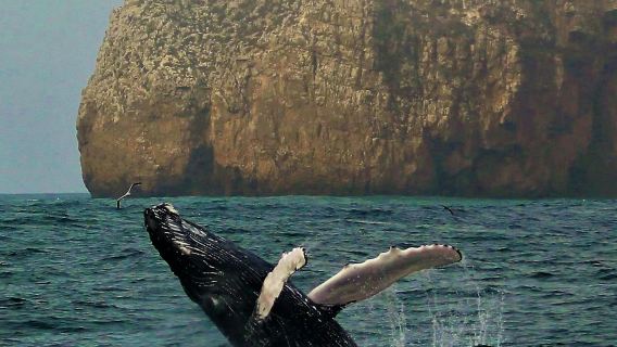 사그레스: 가이드와 함께하는 야생 동물 탐험 투어