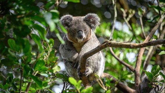 Sydney Featherdale Wildlife Park Experience [Includes Admission Ticket & Keeper Guide]