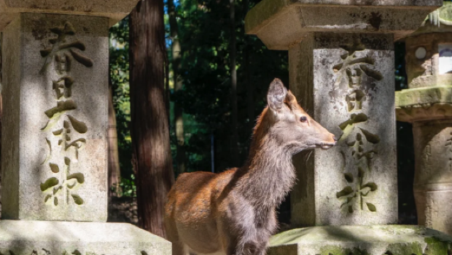 京都包車|奈良東大寺+春日大社+奈良公園+平等院 一日遊