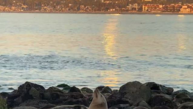 美國洛杉磯來回聖地亞哥老城+拉霍亞海灣【中文包車+景點任選】