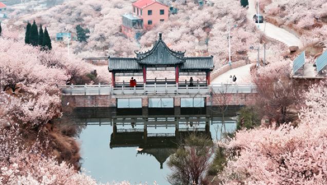 Qingdao Laoshan Day Trip by Chartered Car [Yangkou Taiqing + Dalao Cherry Valley + Qingshan Fishing Village + Shazikou]