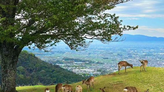 Passeio de um dia pelos destaques de Quioto e Nara: Cervos, Bosque de Bambu e Fushimi Inari
