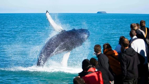 Hvalsafari til havs ved Okinawa (fast afhentning i Naha bymidte + mød pukkelhvaler + vinterbegrænset)