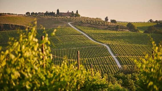 Tagesausflug San Gimignano, Siena und Monteriggioni in Italien|Mittagessen in einem Chianti-Weingut