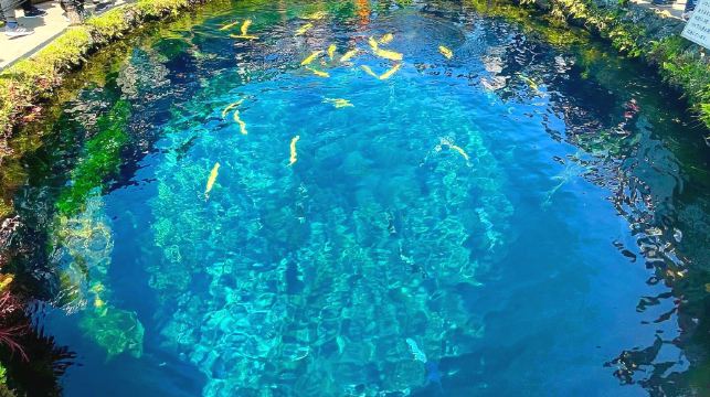 [櫻花季賞櫻]日本東京富士山一日遊【可選9人精品團/酒店上門接送|中文服務|新倉山淺間公園/河口湖大石公園/日川時計店/忍野八海】