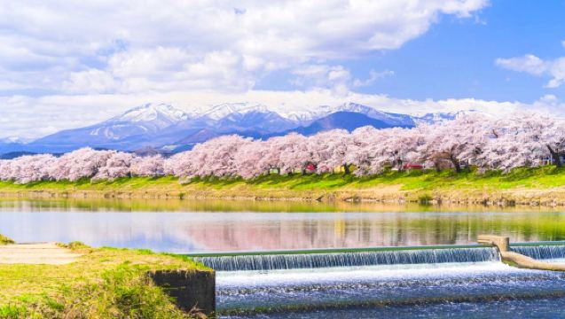 1-day tour to Zao Snow Wall in Miyagi, Japan + Senbonzakura Cherry Blossoms at Shiroishi River Bank + Doll Museum