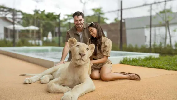 Phuket Lion Park: accarezzare i leoni|Nuova destinazione per interazione genitori-figli da non perdere