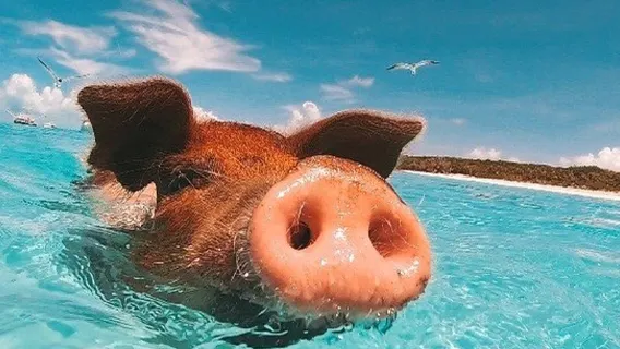 Koh Samui Departure: Pig Island & Tean Island Snorkeling Experience|Upgrade to a pink dolphin encounter