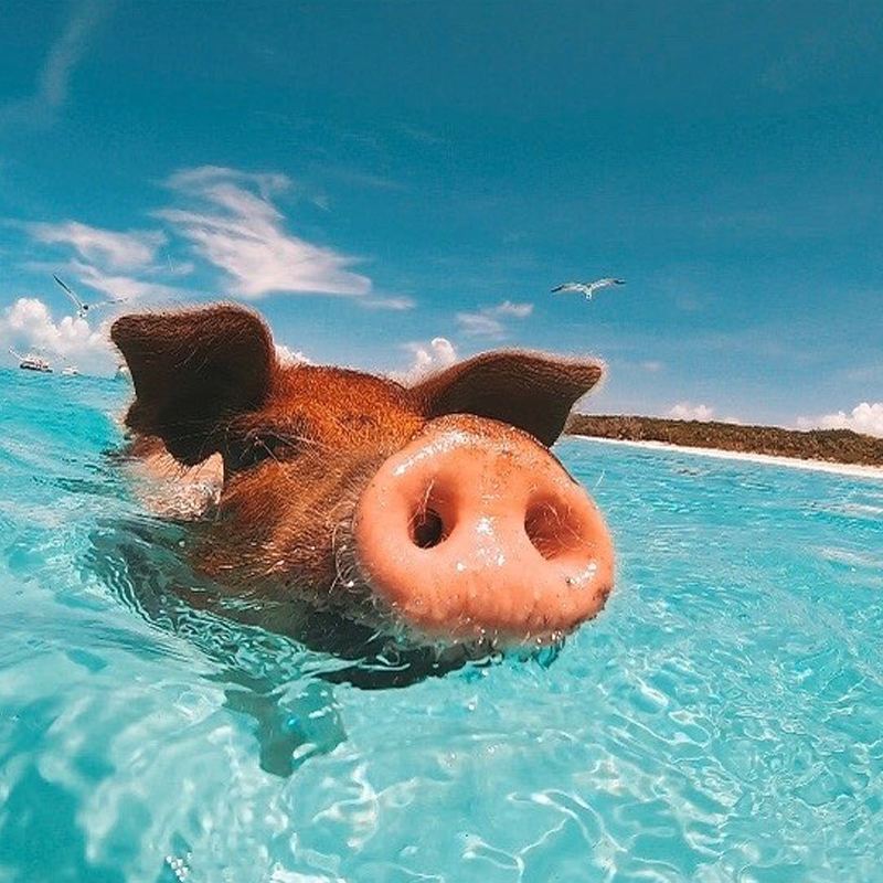 Koh Samui Departure: Pig Island & Tean Island Snorkeling Experience|Upgrade to a pink dolphin encounter