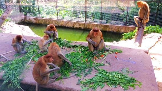 Sabah Lok Kawi Wildlife Park Half Day Shared Tour