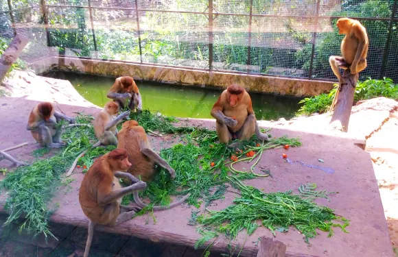 沙巴洛卡宜野生動物園半日共享團