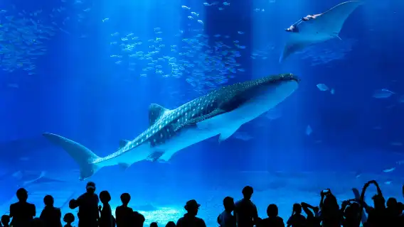 日本沖繩北部一日遊|萬座毛&古宇利島&美麗海水族館&美國村