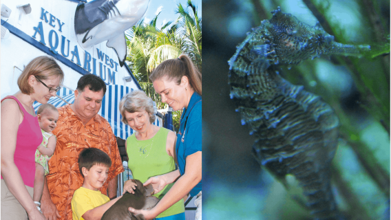 Key West Aquarium: Entry Ticket