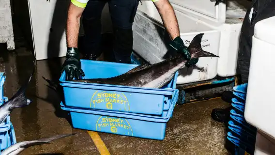 Sydney Fish Market: Behind-the-Scenes Auction Floor Tour