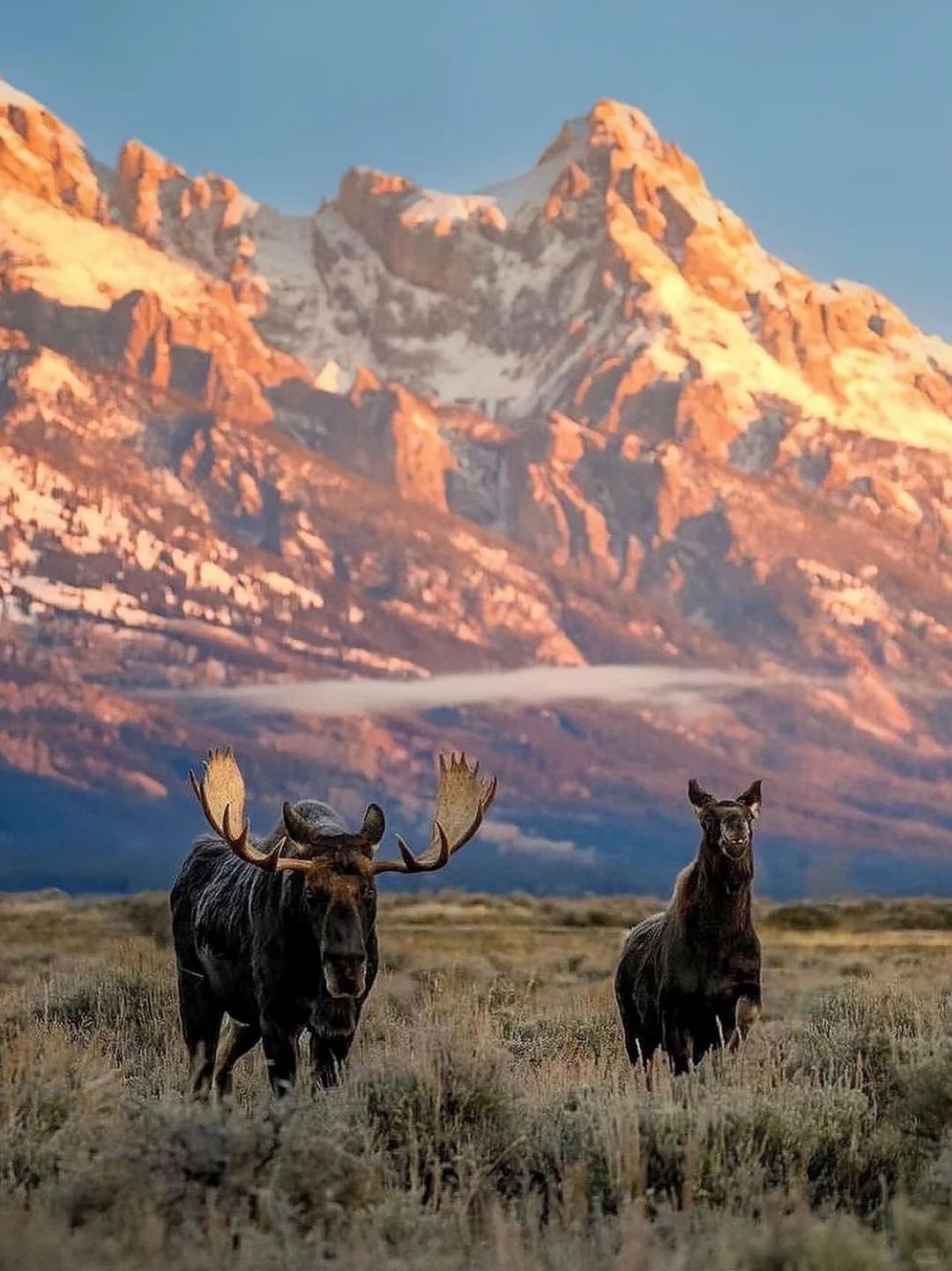 美國+黃石國家公園私享行-鹽湖城來回.三進黃石三日深度遊