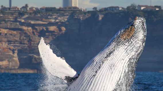 SydneyTours