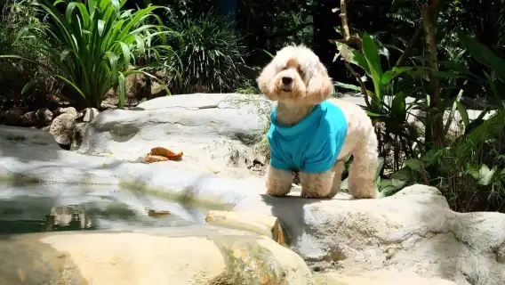 สปาน้ำอุ่นแบบส่วนตัวเต็มวัน