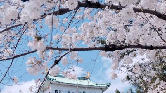 名古屋日遊