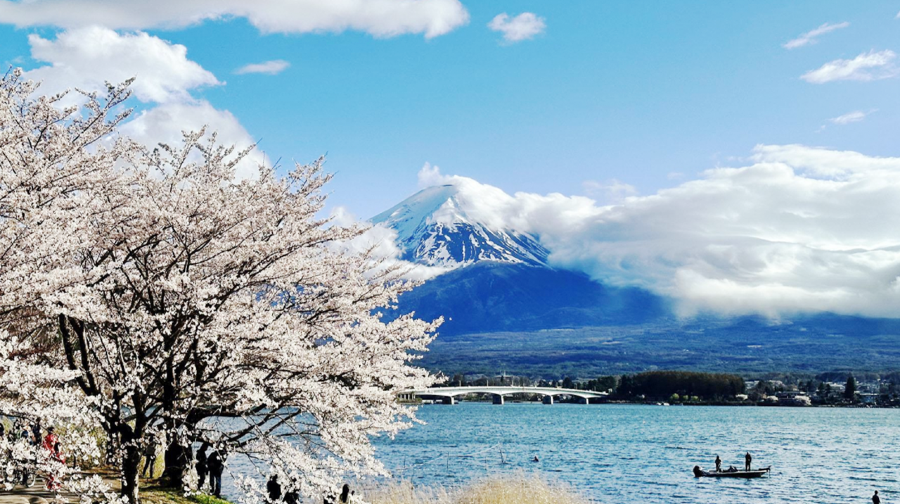 富士山七景INS熱門打卡，網紅羅森，河口湖大石公園一日遊