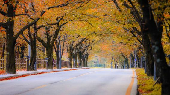 Seoraksan Mountain + Autumn Flower Festival Day Tour