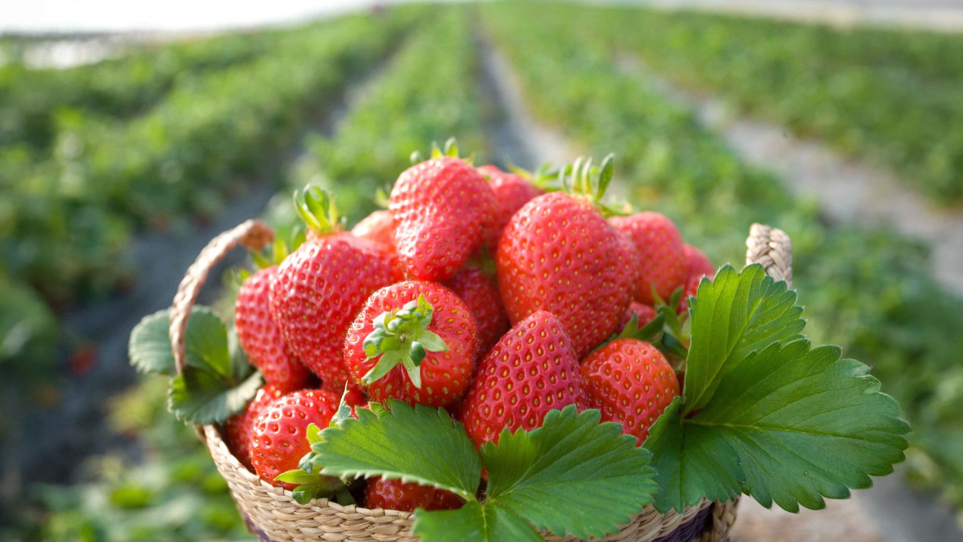 Winter Limited|Korea Fresh Strawberry Picking Experience x Nami Island x Gangchon Rail Bike