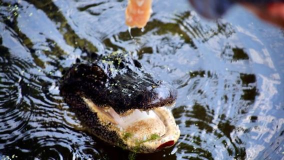 Nueva Orleans: Recorrido por el pantano en un pontón cubierto