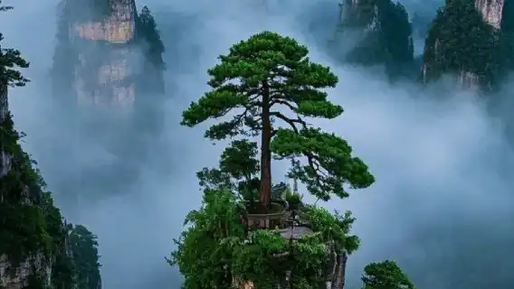 장자제 인기 관광지 3곳을 2일 동안 프라이빗 투어로 즐기기 - 대협곡+천문산+산림공원 - 깊이 있는 여행 - 전문 가이드 - 재미있는 해설 - 효율적인 관광