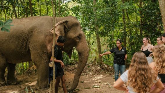 Krabi: Tour tham quan Khu bảo tồn Voi Love
