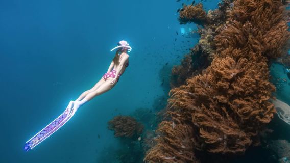 Immersion subacquea a Bali|Tulamben "Liberty" relitto/Batubelig|Istruttore professionale|Trasferimento di andata e ritorno