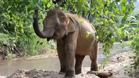清邁克倫大象寧靜之旅 – 與大象同行及竹筏漂流日遊