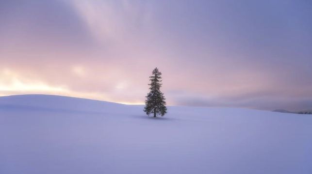 美瑛孤獨樹+白鬚瀑布+旭川動物園+森林精靈露台【包車遊】