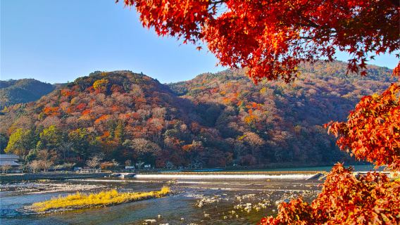 Excursion d'une journée à Arashiyama à Kyoto, nourrir les cerfs au Parc de Nara et visiter le Fushimi Inari-taisha, avec une vue sur les érables en automne