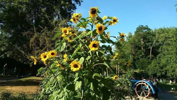perjalanan satu hari ke Suspension Bridge Park, Granville Island Public Market, dan Botanic Gardens.