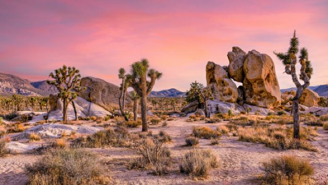 棕櫚泉沙漠山奧特萊斯•約書亞樹國家公園•包車一日遊